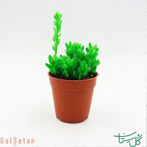ریپسالیس مسمبریانتمودیس / داروش پیچیده Clumpy Mistletoe (Rhipsalis Mesembryanthemoides)