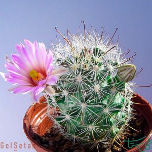 قلاب ماهی‌گیری / مامیلایا تترانسیسترا Common Fishhook Cactus (Mammillaria Tetrancistra)