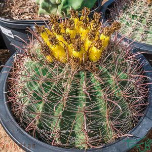 فروکاکتوس آکانتودس Compass Barrel Cactus (Ferocactus Acanthodes)