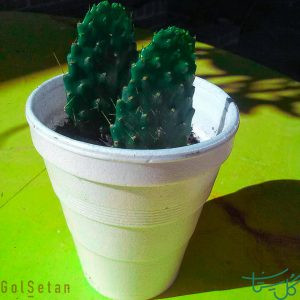 کانسولئا فالکاتا Consolea Falcata