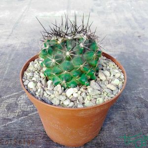 کوپیاپوا هومیلیس Copiapoa Humilis