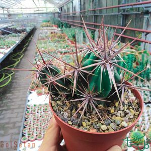 کرین اپونتیا اینویکتا Corynopuntia Invicta