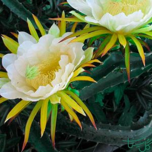 میوه اژدها Costa Rica nightblooming cactus (Hylocereus Costaricensis)