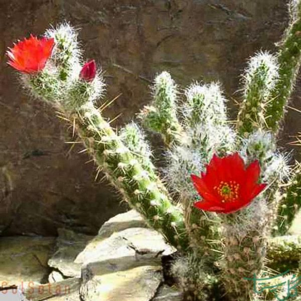استروسیلیندرو پونتیا وستیتا / کاکتوس ستون پنبه‌ای Cotton Pole (Austrocylindropuntia vestita)
