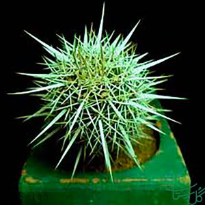 شیطان خزنده Creeping Devil (Stenocereus Eruca)