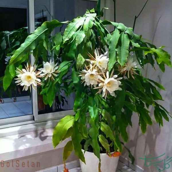 اپیفیلوم اگزیپتالوم Dutchman’s Pipe Cactus (Epiphyllum Oxypetalum)