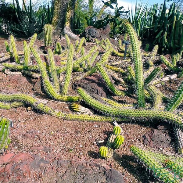 اچینوپسیس Echinopsis (Echinopsis Thelegona)