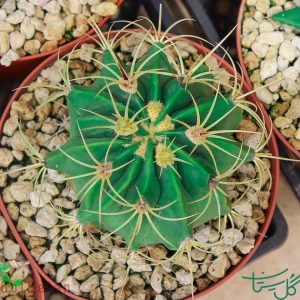 فرو کاکتوس هیستریکس Electrode Cactus (Ferocactus Hystrix)