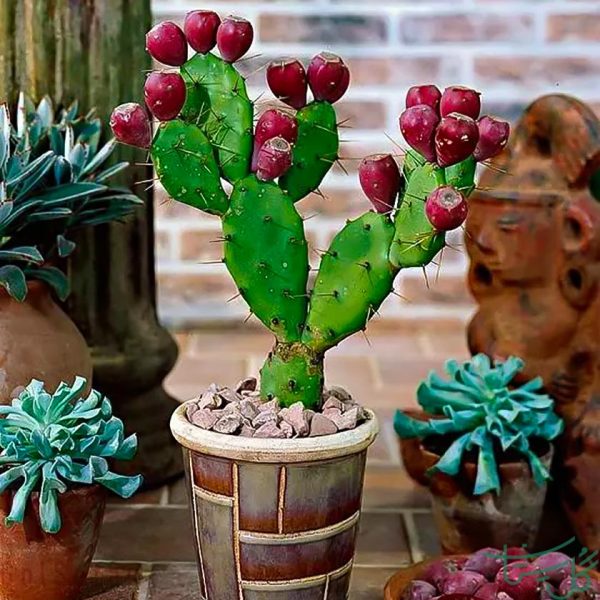 اپونتیا انگلمانی / اپونتیا میوه دار Engelmann Prickly Pear (Opuntia Engelmannii)