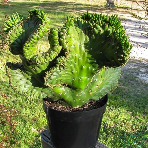 آستروسیلندراپونتیا سوبولاتا / کاکتوس سوزن حوا Eve’s Needle Cactus (Austrocylindropuntia subulata)
