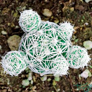 مامیلاریا Fishhook Cactus (Mammillaria Schiedeana)