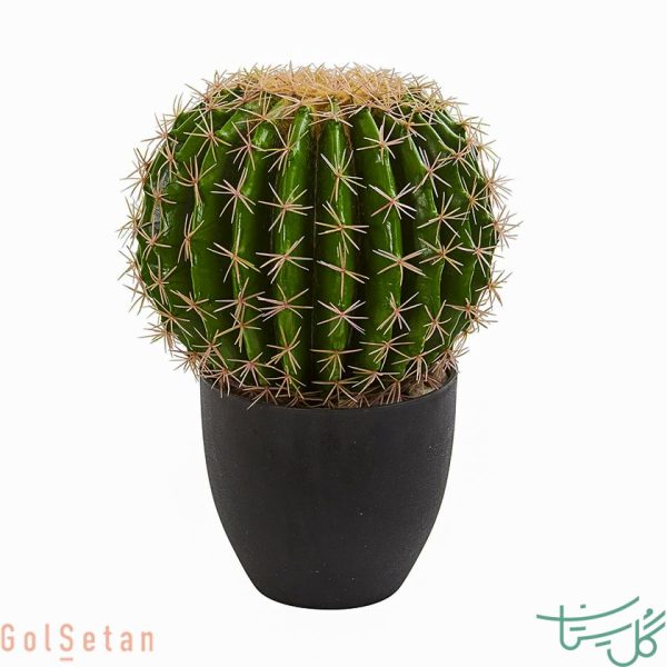 اچینوکاکتوس پلاتیکانتوس Giant Barrel Cactus (Echinocactus Platyacanthus)