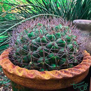 ژیمنو کالیسیوم ساگلیونیس Giant Chin Cactus (Gymnocalycium Saglionis)