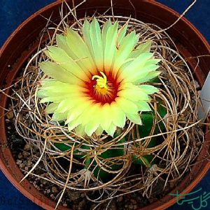 شاخ‌بزی Goat’s Horn Cactus (Astrophytum senile)