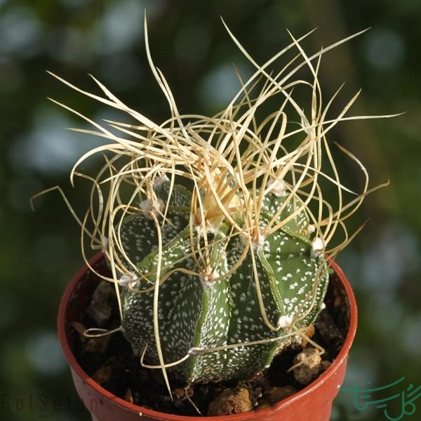 استروفیتوم کاپریکورن / شیپور خدا Gods Horn Cactus (Astrophytum Capricorne)