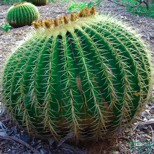 توپ طلایی Golden Barrel Cactus (Echinocactus Grusonii)