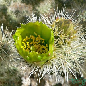 چویای طلایی Golden Cholla (Cylindropuntia Echinocarpa)