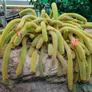 دم موشی طلایی Golden Rat Tail (Cleistocactus winteri)