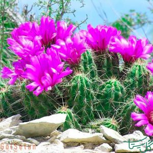 خارپشت توت‌فرنگی Green Strawberry Hedgehog Cactus (Echinocereus Enneacanthus)