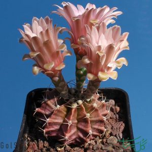 ژمینوکالیسیوم فردریکی Gymnocalycium Friedrichii