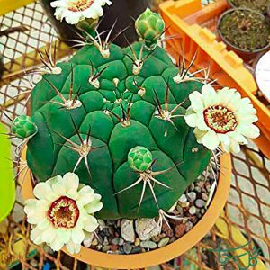ژیمنوکالیسیوم فلانزی Gymnocalycium (Gymnocalycium Pflanzii)