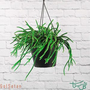 ریپسالیس پیلوکارپا / ریپسالیس ریشه مویی Hairy Stemmed Rhipsalis (Rhipsalis Pilocarpa)