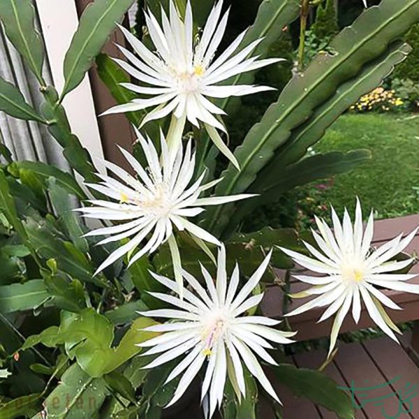 اپیفیلوم هوکری / کاکتوس ارکیده Hooker’s Orchid (Epiphyllum Hookeri)
