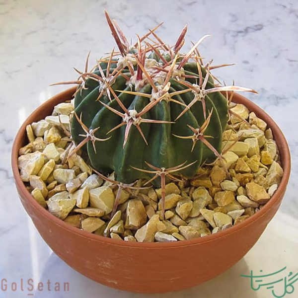 اچینوکاکتوس تگزنسیس Horse Crippler (Echinocactus Texensis)