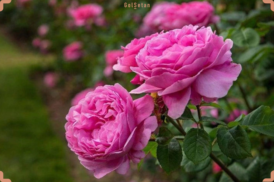 گل رز صورتی ایرانی