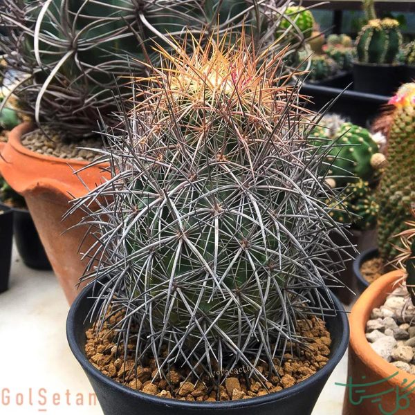 اچینوکاکتوس جانسونی "Johnson’s beehive cactus (Echinomastus Johnsonii) "