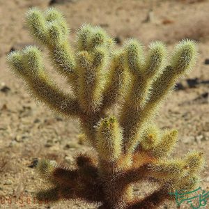 سیلیندروپونتیا بیگلووی / چویای پرنده Jumping Cholla (Cylindropuntia Bigelovii)