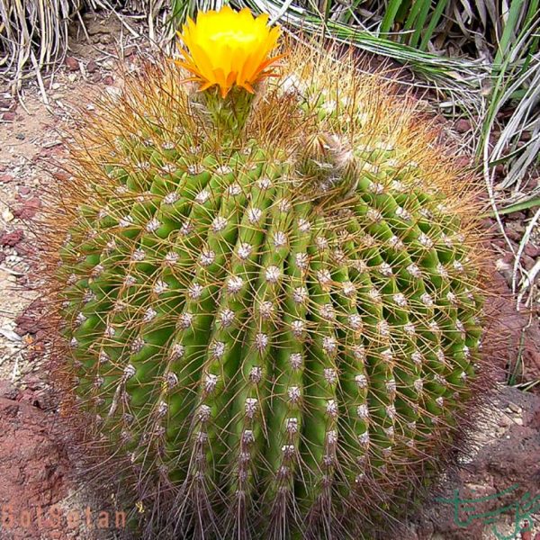 اچینوپسیس فورموسا Koko (Echinopsis Formosa)