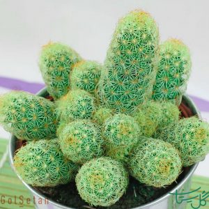 مامیلاریا الونگاتا Lady Finger Cactus (Mammillaria Elongata)