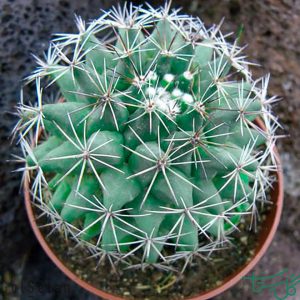 مامیلاریا هیدری Little Nipple Cactus (Mammillaria Heyderi)