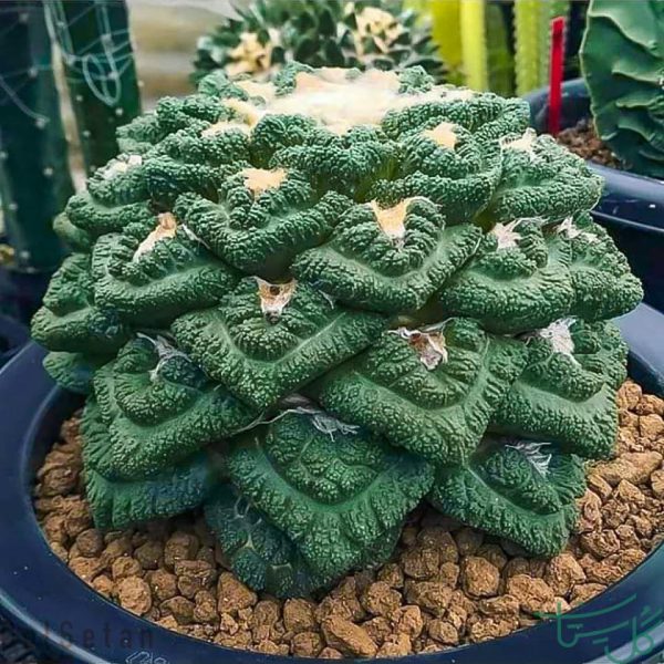 آریوکارپوس فیساراتوس /کاکتوس سنگ زنده Living Rock (Ariocarpus Fissuratus)