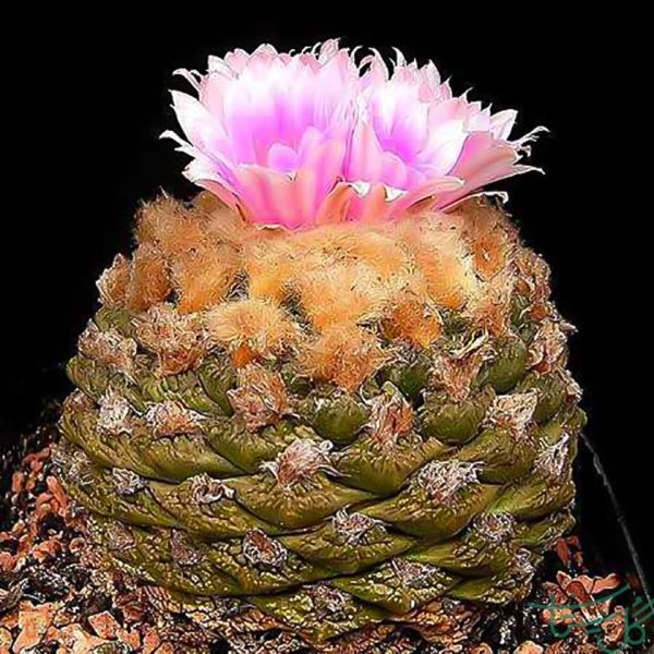 آریوکارپوس رتوسوس /کاکتوس سنگ زنده Living Rock Cactus (Ariocarpus retusus)