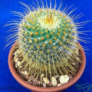مامیلاریا دیکسانتوسنترون Mammillaria Dixanthocentron