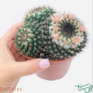 مامیلاریا فورمسا Mammillaria Formosa