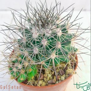 مامیلاریا گروزونی Mammillaria Grusonii