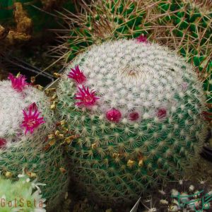مامیلاریا هاگیانا Mammillaria Haageana
