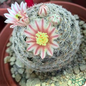 مامیلاریا لیزیاکانتا Mammillaria Lasiacantha
