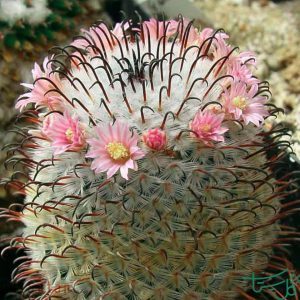 مامیلاریا پرزدلاروسا Mammillaria Perezdelarosae