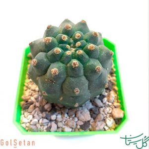 ماتوکانا مدیسانیروم Matucana Madisoniorum