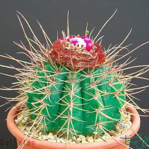 ملوکاکتوس ارنستی Melocactus (Melocactus Ernestii)