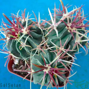 ملوکاکتوس زهنتنری Melocactus (Melocactus Zehntneri)