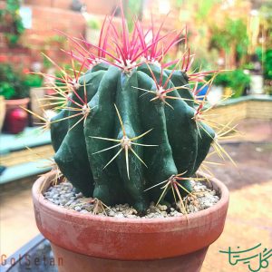 فرو کاکتوس پیلوسیوس Mexican Fire Barrel (Ferocactus Pilosus)