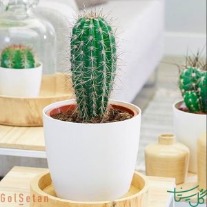 عظیم‌الجثه مکزیکی Mexican Giant Cardon (Pachycereus Pringlei)