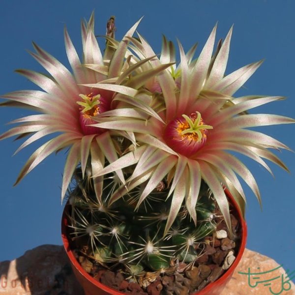 اسکوباریا میسورینسیس Missouri Foxtail Cactus (Escobaria Missouriensis)