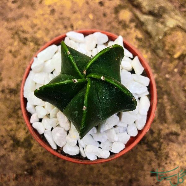 آستروفیتوم میروستیگما نودوم Mitra (Astrophytum myriostigma nudum)