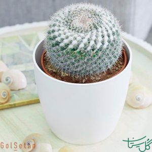مامیلاریا هانیانا Old Lady Cactus (Mammillaria Hahniana)